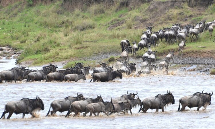Taman Nasional Serengeti Tanzania 2026 – Great Migration